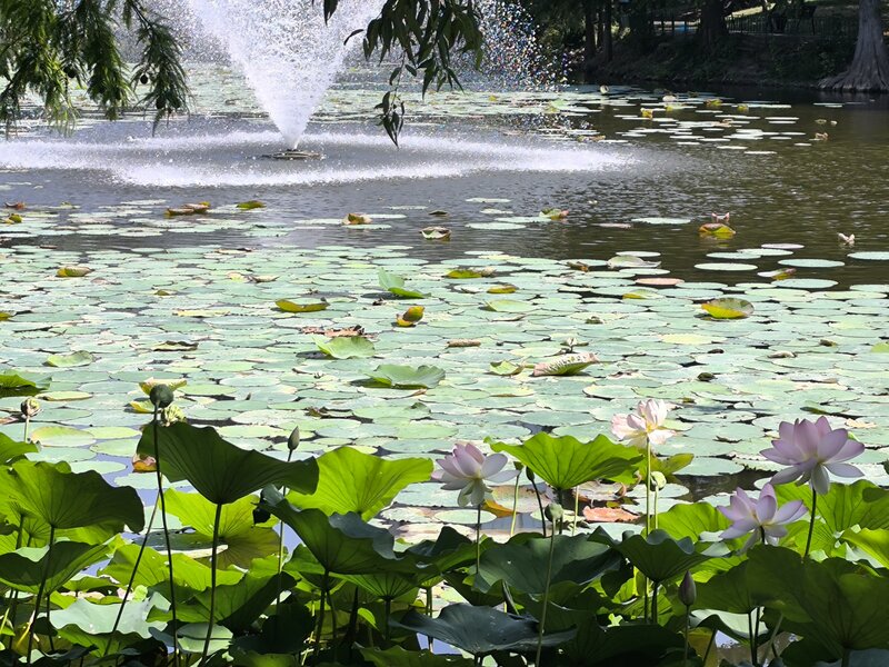 Tei, Barbu Vacarescu.